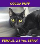 COCOA PUFF